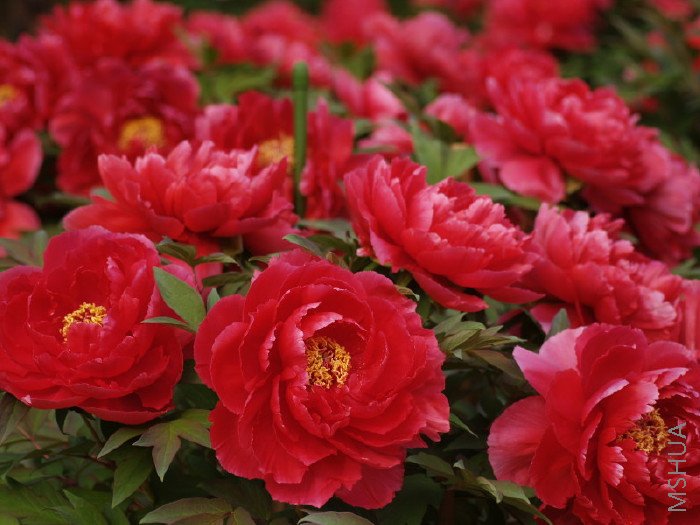 md taiyoh 2̫��_1.jpg