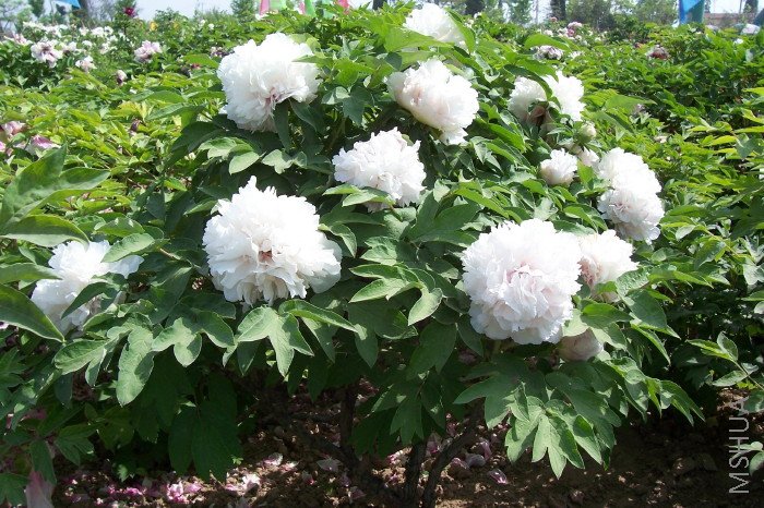 md ����_1.jpg