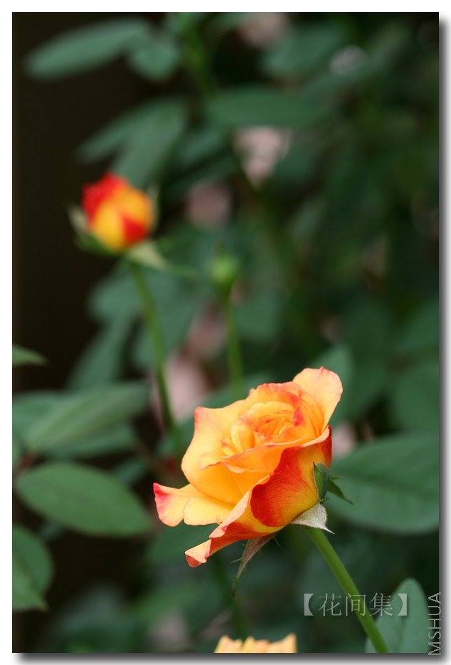 IMG_4072 ����.jpg