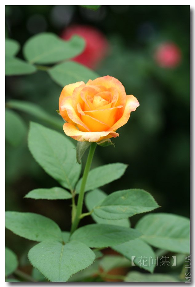 IMG_4069 ����.jpg