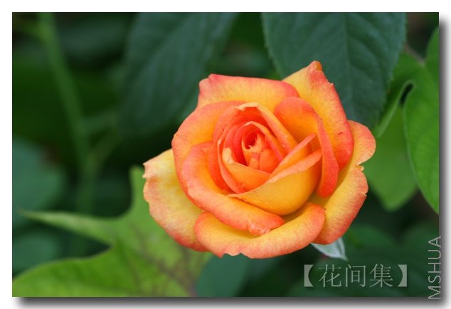 IMG_4016 ����.jpg