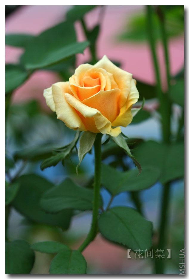 IMG_4014 ����.jpg