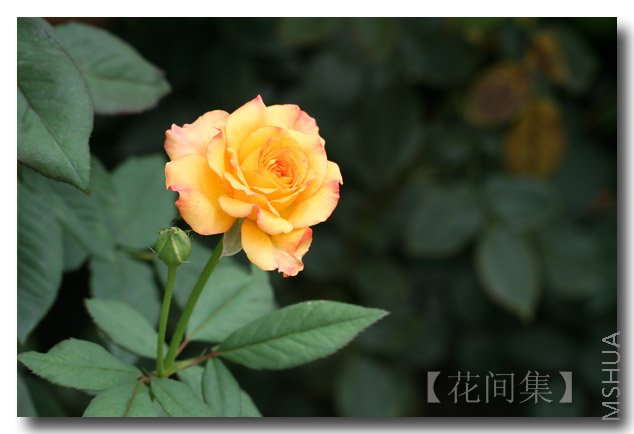 IMG_4071 ����.jpg