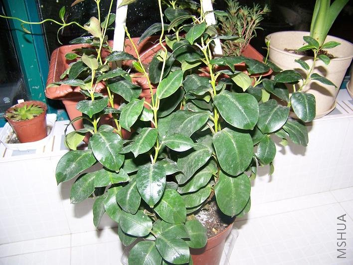 �հ������Ʈ����