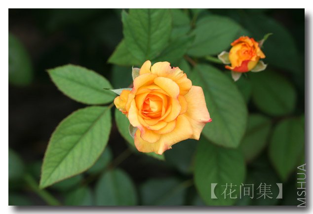 IMG_4070 ����.jpg