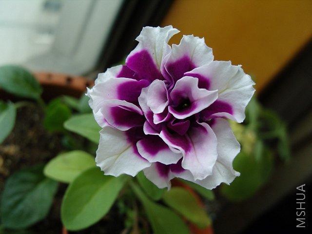 ��ɫ��ת��7����Ѯ���ĵ�һ�仨