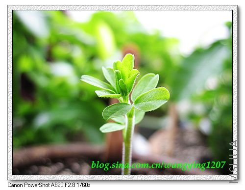 nEO_IMG_8,7�� 006.jpg