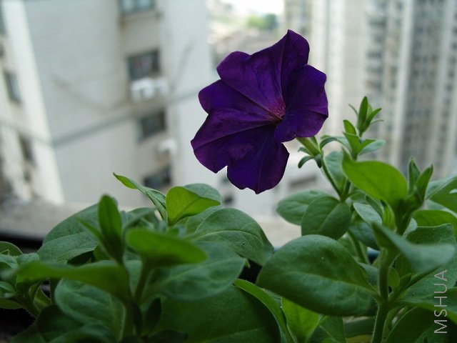 ����һ����ţ���ϵķ��ڣ����޵�