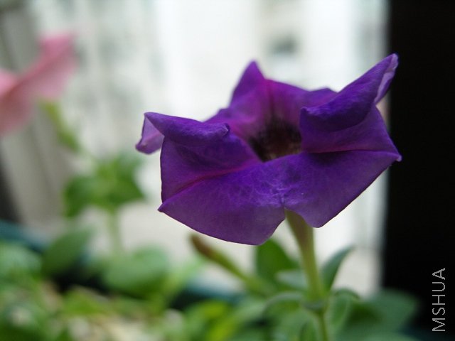 �����ţ������������Ʒ������ô��ľ��ţ