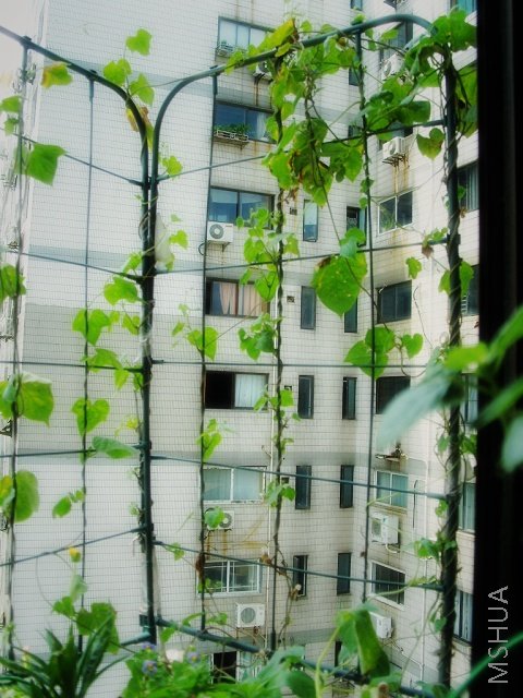 ��������������ҹ���Ĵ�Ҷ�ӵ��������ڴ��������ɫ�ٲ�