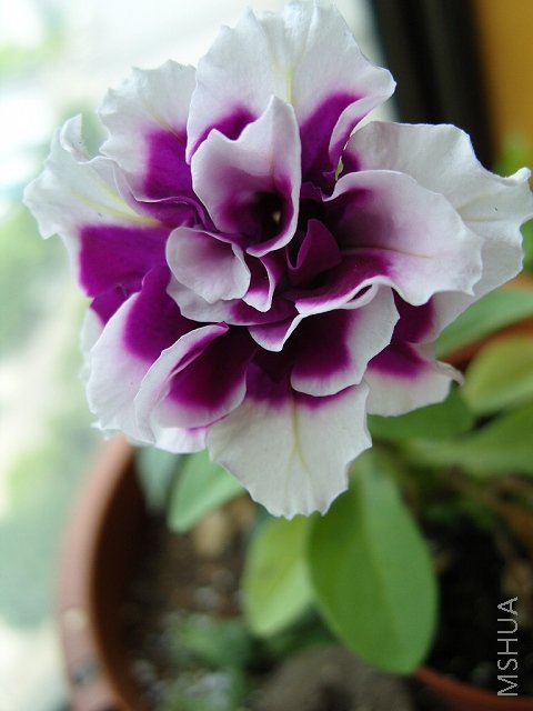 �ط�̫С��̫С����Ҳ���󣬵��Ǻܾ���