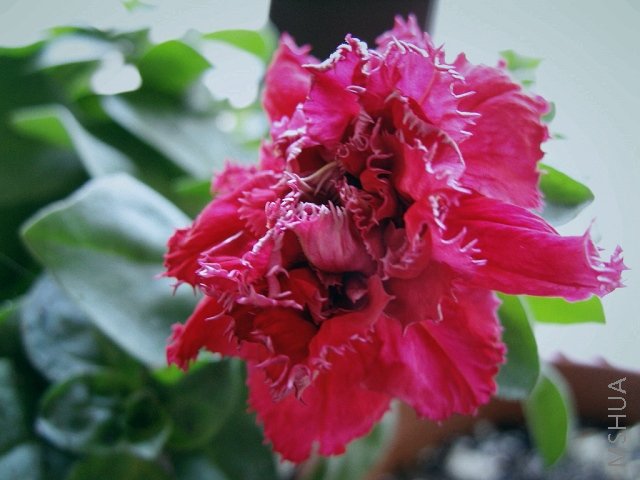 ��ô�Ķ������е�����ţ