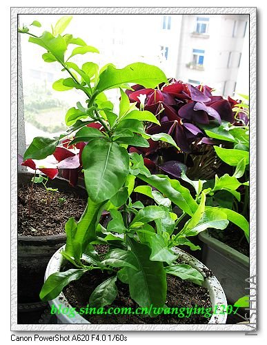 ͬ���������ˣ���������ѩ��