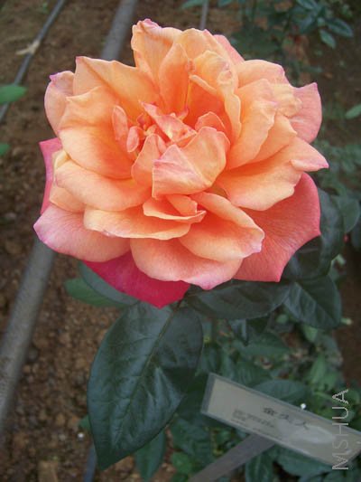100_3854.JPG