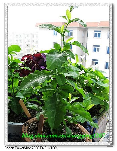 �������˵ģ�û���٣���������ѩ