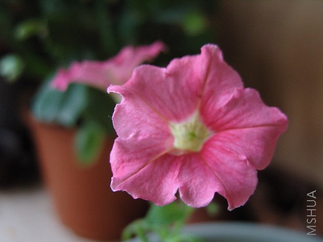 �����ɫƯ�����ˣ�����ϵ�е�