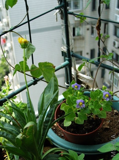 �������Ϸ��ݣ�û�ط����ˣ�סС�ݲ���̫��ɹ