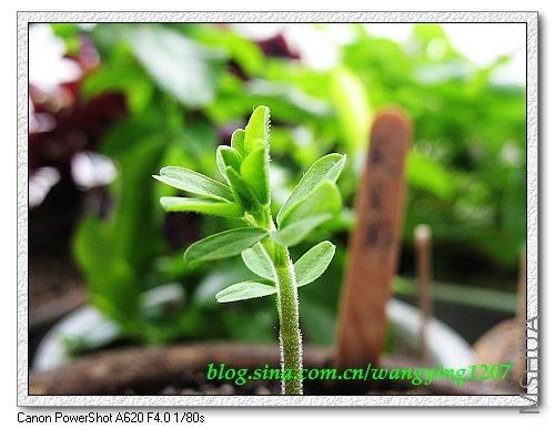 nEO_IMG_8,7�� 003.jpg