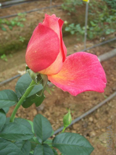 100_3856.JPG