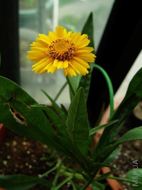 ��ӲӵĽ𼦾գ��������й��ӵ��·�һ��ɫ