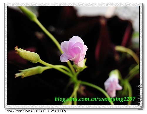 nEO_IMG_8,9��ѩ�� 038.jpg