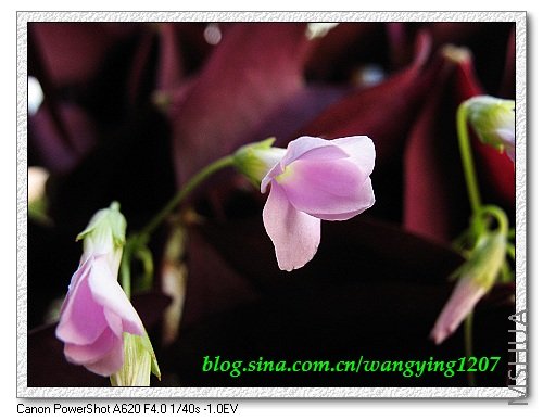 nEO_IMG_8,9��ѩ�� 024.jpg