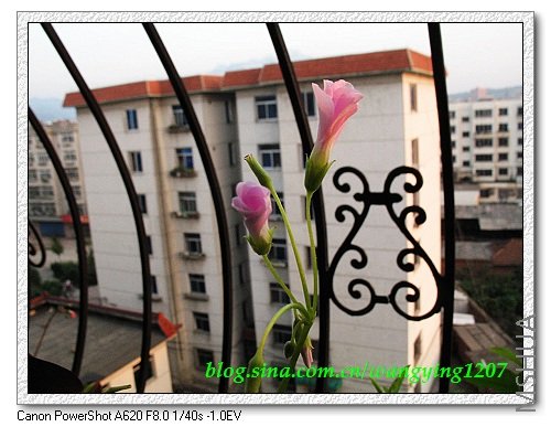 nEO_IMG_8,9��ѩ�� 020.jpg