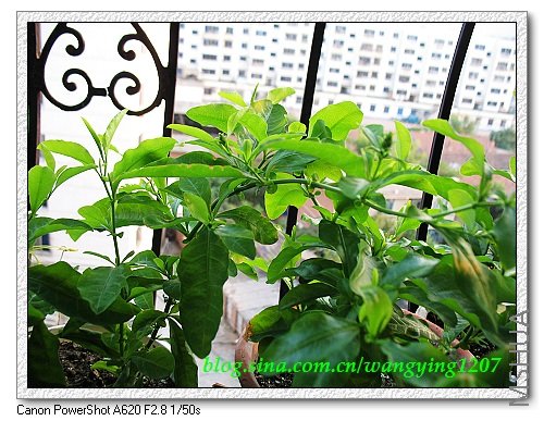 nEO_IMG_8,9��ѩ�� 009.jpg