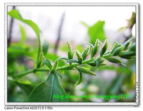 nEO_IMG_8,9��ѩ�� 007.jpg