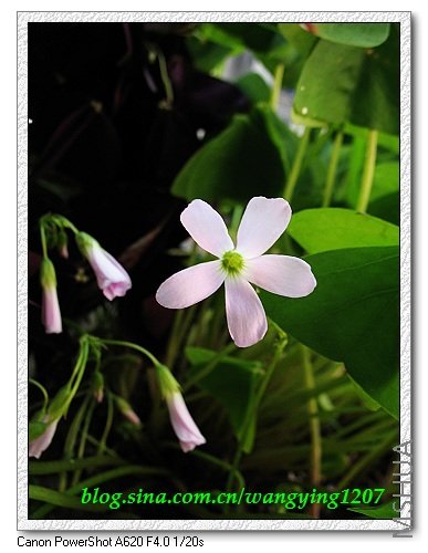 nEO_IMG_8,9��ѩ�� 047.jpg