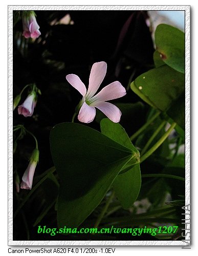 nEO_IMG_8,9��ѩ�� 042.jpg