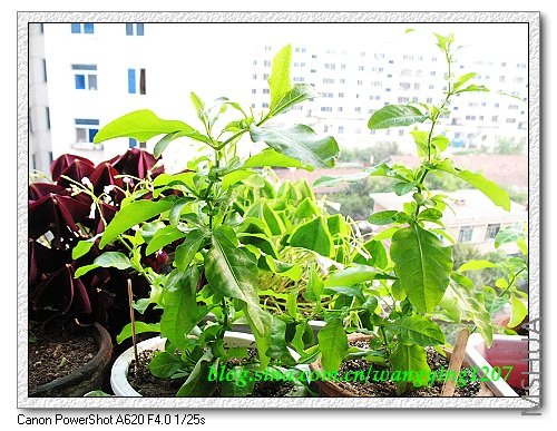 nEO_IMG_8,9��ѩ�� 046.jpg