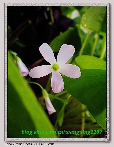 nEO_IMG_8,9��ѩ�� 045.jpg