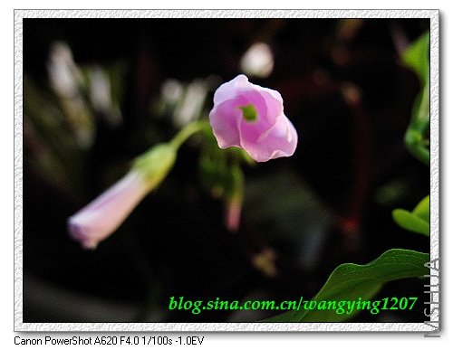 nEO_IMG_8,9��ѩ�� 034.jpg