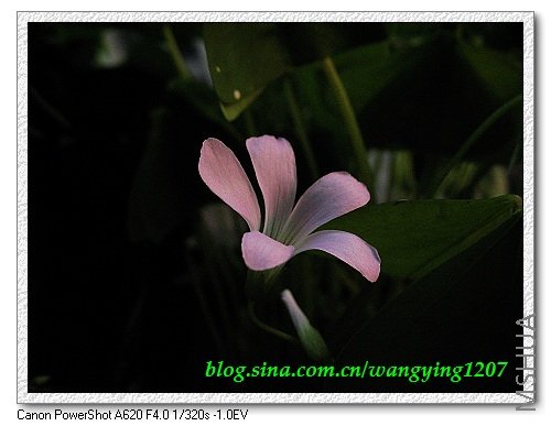 nEO_IMG_8,9��ѩ�� 040.jpg