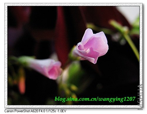 nEO_IMG_8,9��ѩ�� 035.jpg