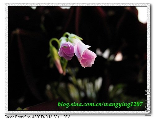 nEO_IMG_8,9��ѩ�� 032.jpg