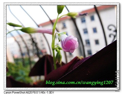 nEO_IMG_8,9��ѩ�� 017.jpg