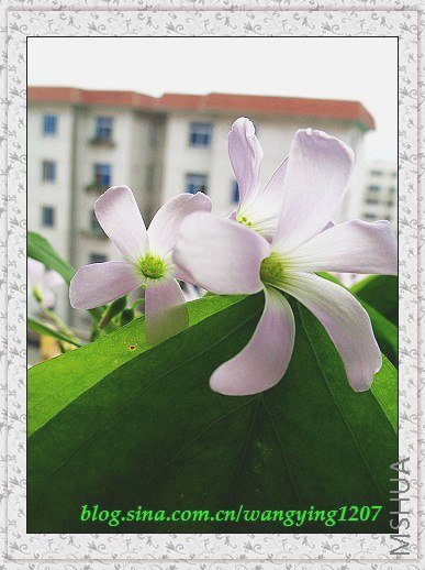 nEO_IMG_8,10��ѩ 023.jpg