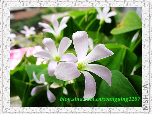 nEO_IMG_8,10��ѩ 028.jpg