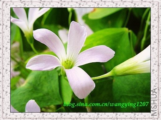 nEO_IMG_8,10��ѩ 030.jpg