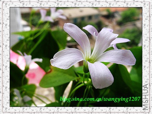 nEO_IMG_8,10��ѩ 020.jpg