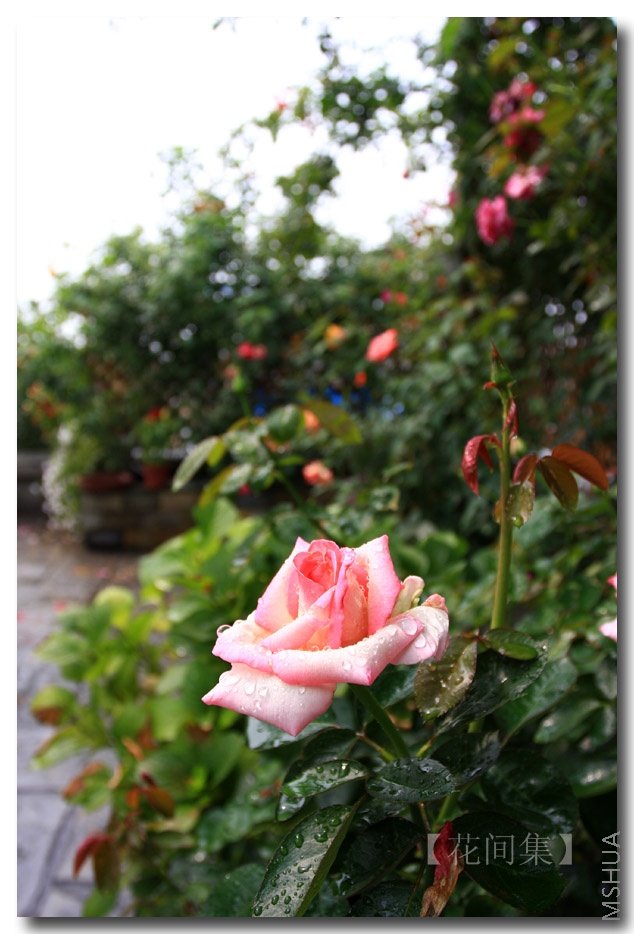 IMG_4083 ����.jpg