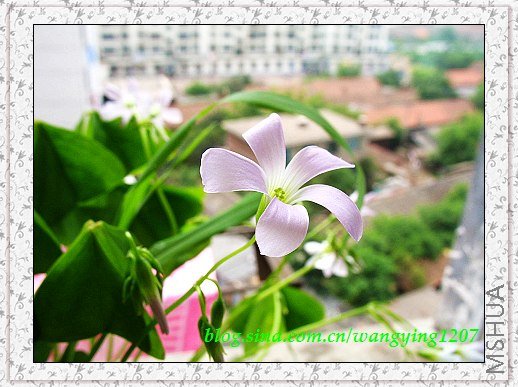 nEO_IMG_8,10��ѩ 033.jpg