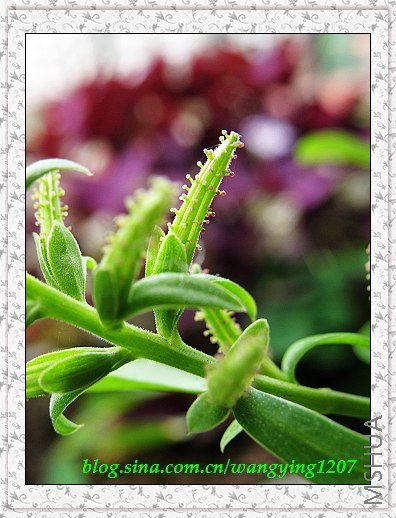 nEO_IMG_8,10��ѩ 001.jpg