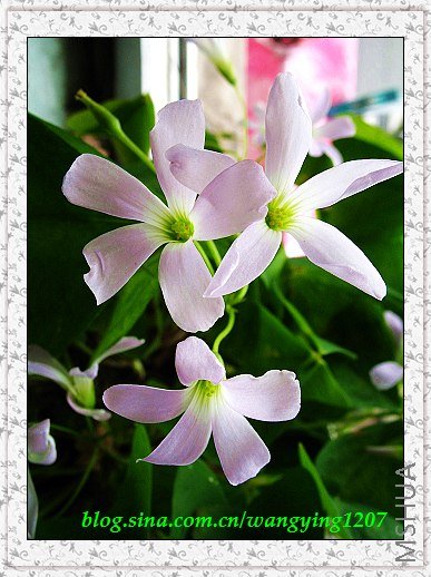 nEO_IMG_8,10��ѩ 029.jpg