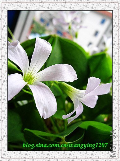 nEO_IMG_8,10��ѩ 032.jpg