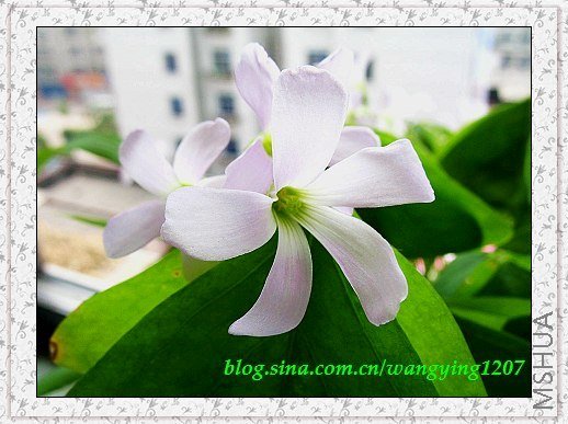 nEO_IMG_8,10��ѩ 027.jpg