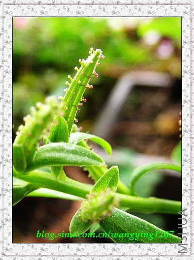 nEO_IMG_8,10��ѩ 008.jpg