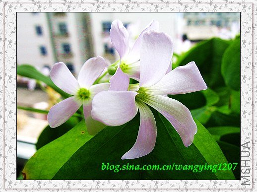 nEO_IMG_8,10��ѩ 024.jpg